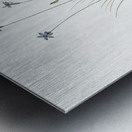 Aphyllanthes monspeliensis illustration  Metal print