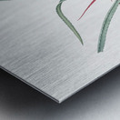 Ornamental onion illustration  Metal print