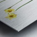 Cowslip cupped daffodil illustration  Metal print