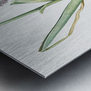 Broadleaf wild leek illustration  Metal print