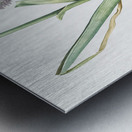 Broadleaf wild leek illustration  Metal print