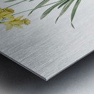 Lesser wild daffodil illustration Metal print