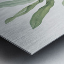 Parrot heliconia illustration  Metal print