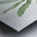 Broadleaf wild leek illustration  Metal print