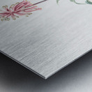 Sand lily illustration  Metal print