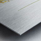 Broadleaf wild leek illustration  Metal print