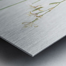 Broadleaf wild leek illustration  Metal print