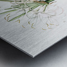 Caribbean spider-lily illustration  Metal print