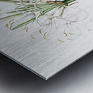 Broadleaf wild leek illustration  Metal print