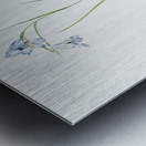 Broadleaf wild leek illustration  Metal print