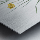 Rush-leaf jonquil illustration  Metal print
