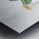 African flag illustration  Metal print