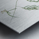 Bridal creeper illustration  Metal print