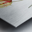 Didier tulip illustration  Impression metal