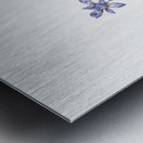 Barbary nut illustration  Metal print