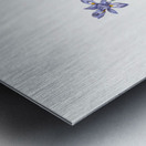 Barbary nut illustration  Metal print