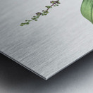 Peliosanthes teta illustration  Metal print