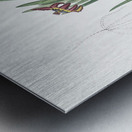 Spider iris illustration  Metal print