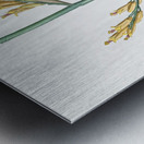 Asparagus fern illustration  Metal print