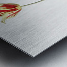 Didier tulip illustration  Metal print