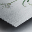 Small-flowered pancratium illustration  Metal print