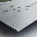 Bulltongue arrowhead illustration  Metal print