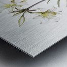 Belladonna lily illustration  Impression metal