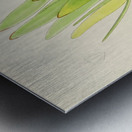 Leucadendron Stokoei Metal print