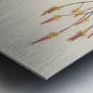 Aloe Pienaarii Metal print