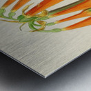 Cyrtanthus Obliquus Impression metal