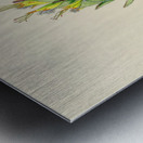 Mimetes Palustris Metal print