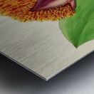 Haemanthus Natalensis Metal print