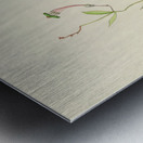 Ceropegia Rendallii Metal print