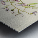 Bolusanthus Speciosus Metal print