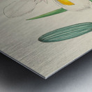 Moraea Iridioides Metal print