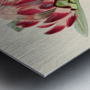 Protea Abyssinica Metal print