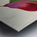 Richardia Rehmanni Metal print