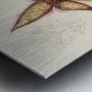 Stapelia Gettleffii Metal print