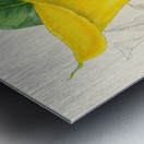 Richardia Angustiloba Metal print