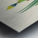 Witsenia Maura Metal print