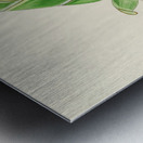 Orothamnus Zeyheri Metal print