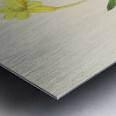 Freesia Refracta Metal print