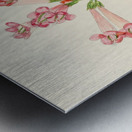 Streptocarpus Dunnii Metal print