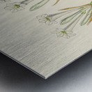 Cyrtanthus Mckenii Metal print