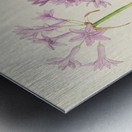 Tulbaghia Violacea Metal print