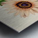 Arctotis Decurrens Metal print