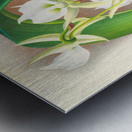 Angraecum eburneum var superbum Metal print