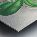 Angraecum citratum Metal print