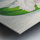 Cattleya Trianae var Pallida  Metal print