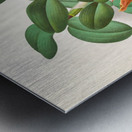 Cattleya schilleriana Metal print